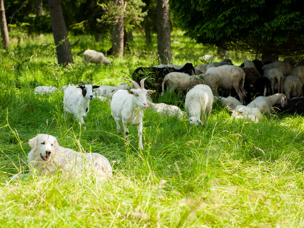 Das Bild zeigt Schafe und Ziegen der Beweidung.